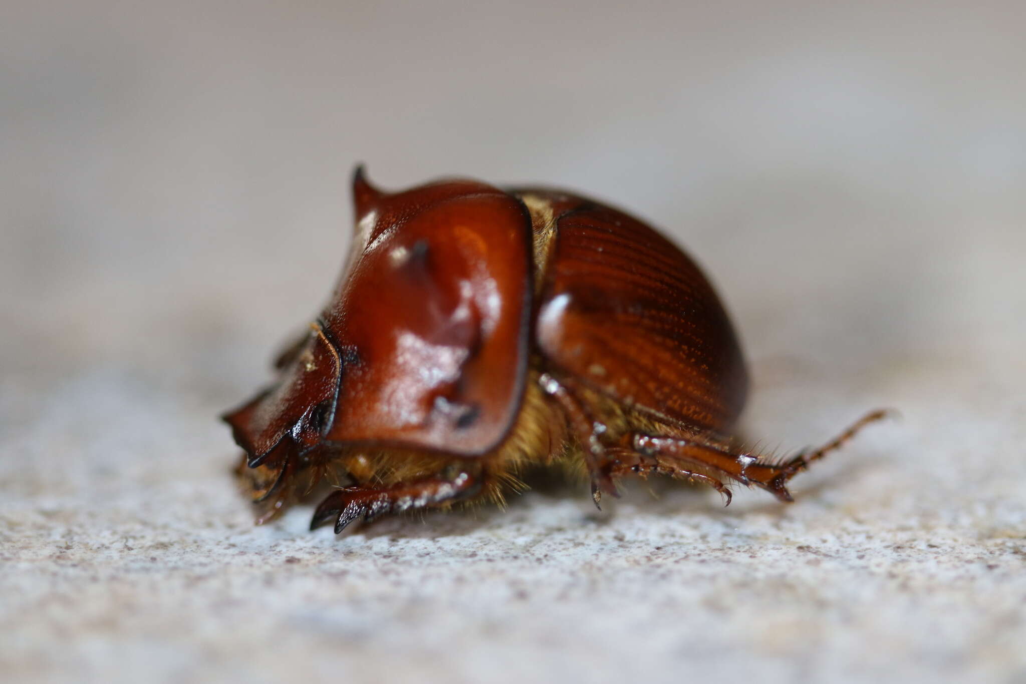 Plancia ëd Bradycinetulus ferrugineus (Palisot de Beauvois 1805)