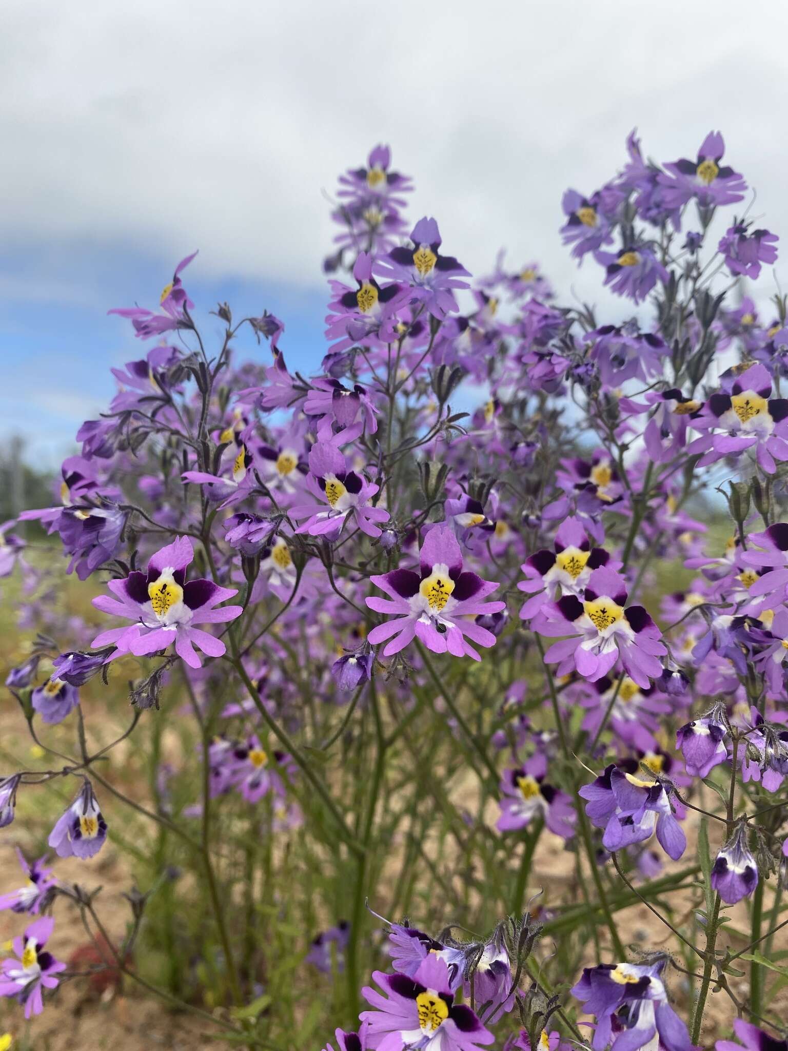 Image of Schizanthus carlomunozii