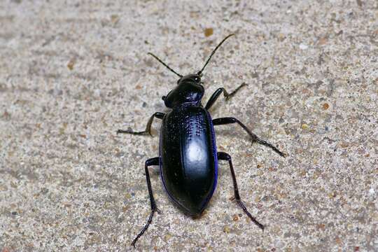 Слика од Calosoma (Callitropa) macrum Le Conte 1853