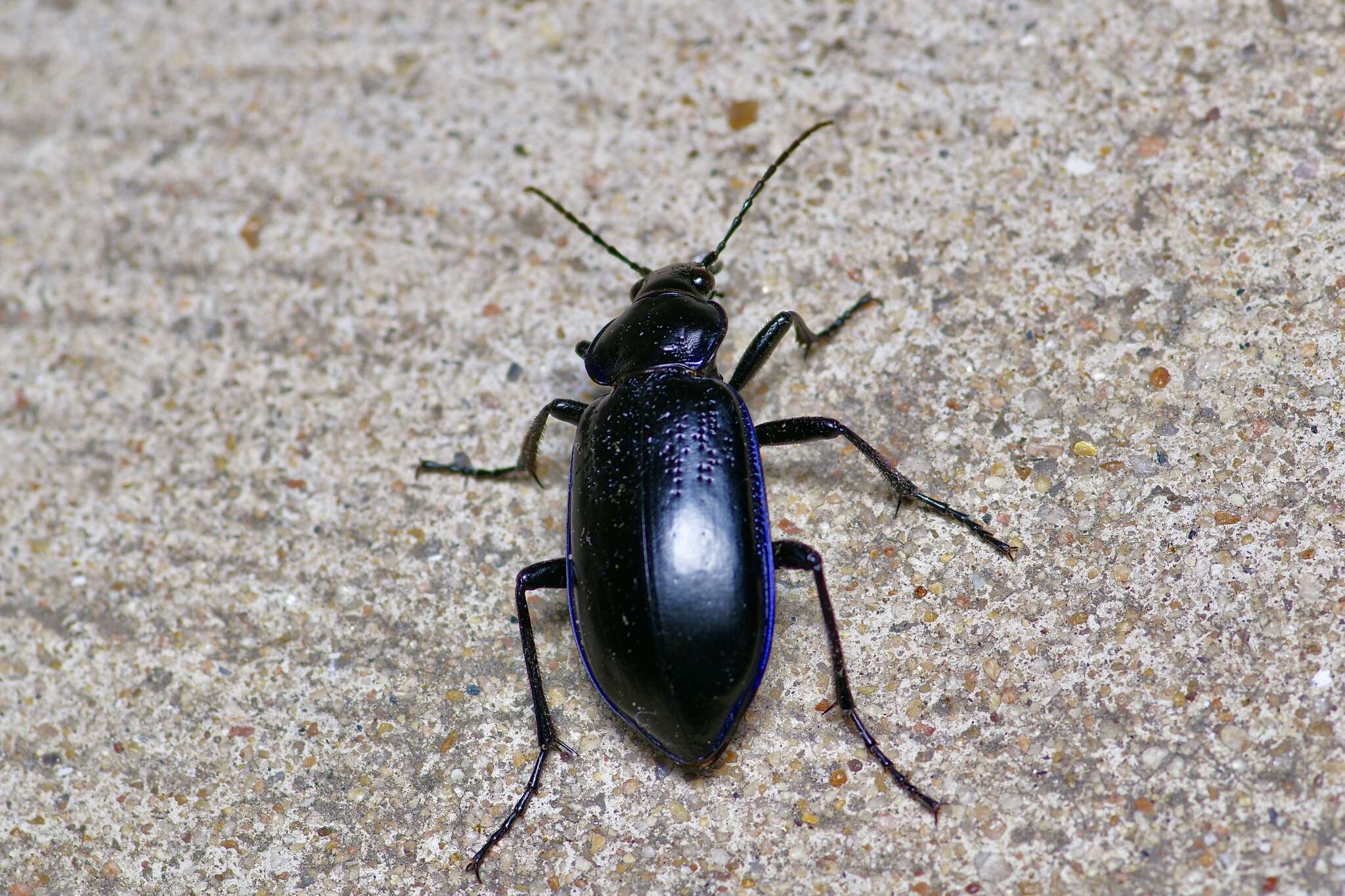 Image of Calosoma (Callitropa) macrum Le Conte 1853