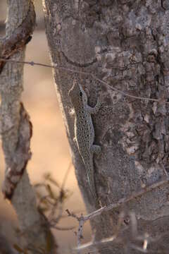 Image of Phelsuma breviceps Boettger 1894