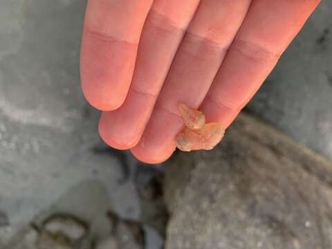 Image of splendid sea cucumber