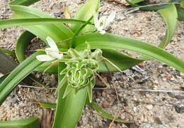 Image of Albuca batteniana Hilliard & B. L. Burtt