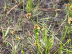 Rhynchospora microcephala (Britton) Britton resmi