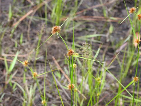 Image of Small-Head Beak Sedge