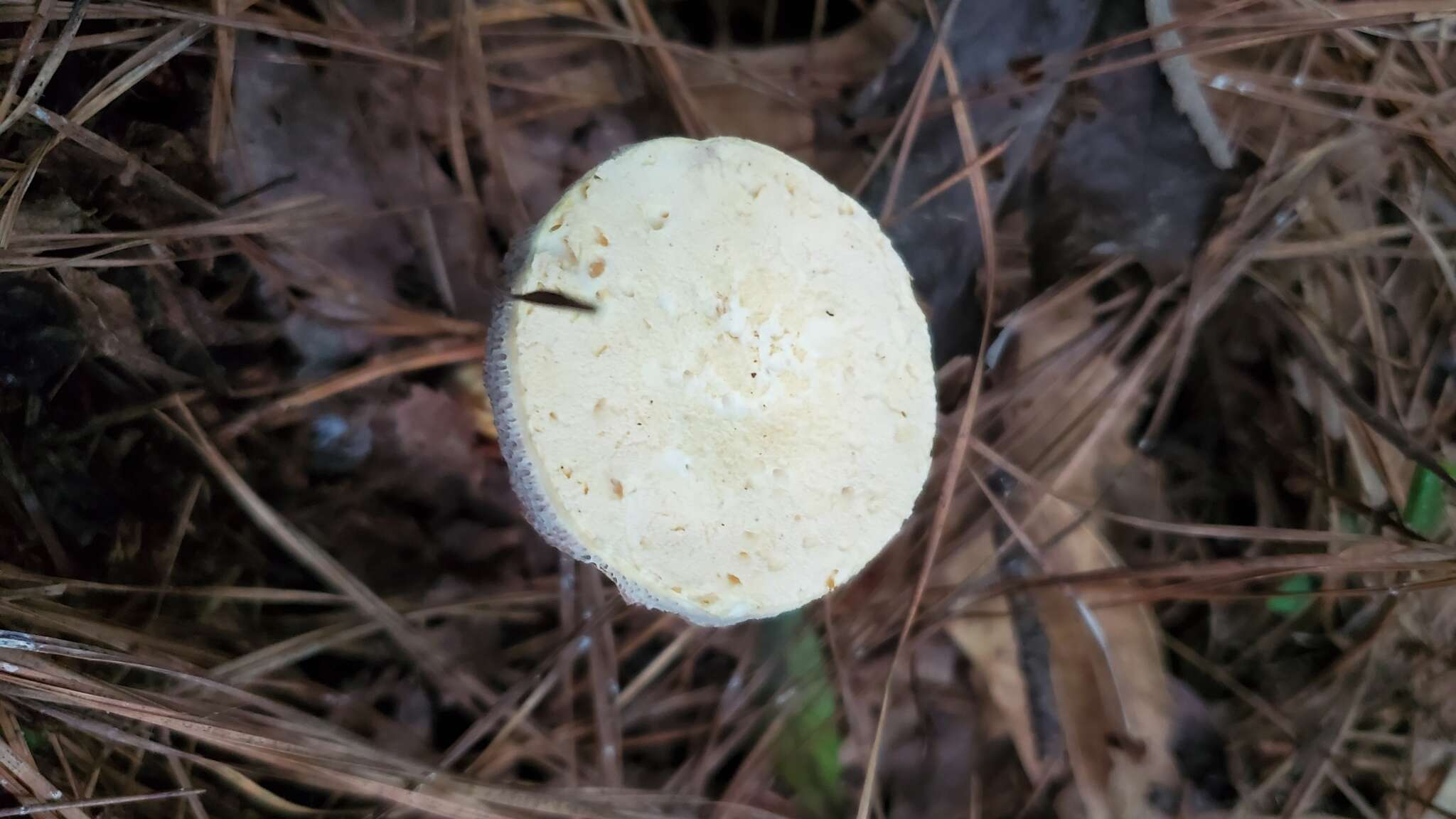 Sivun Austroboletus subflavidus (Murrill) Wolfe 1980 kuva