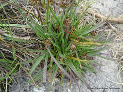 Image of Plantago tolucensis Pilg.