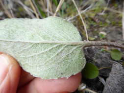 Image of Brachyglottis southlandica (Cockayne) B. Nord.