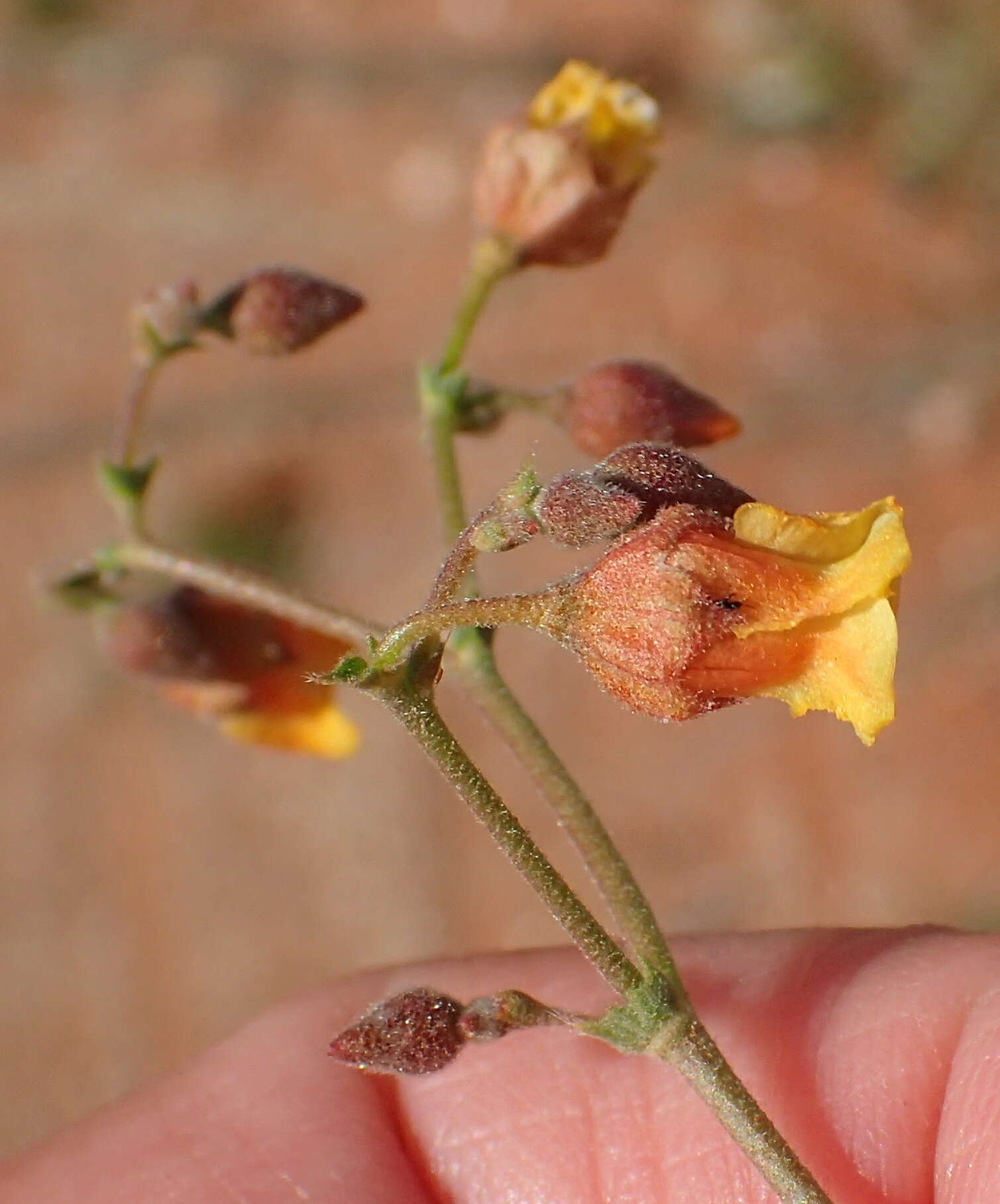 Image of Hermannia paucifolia Turcz.