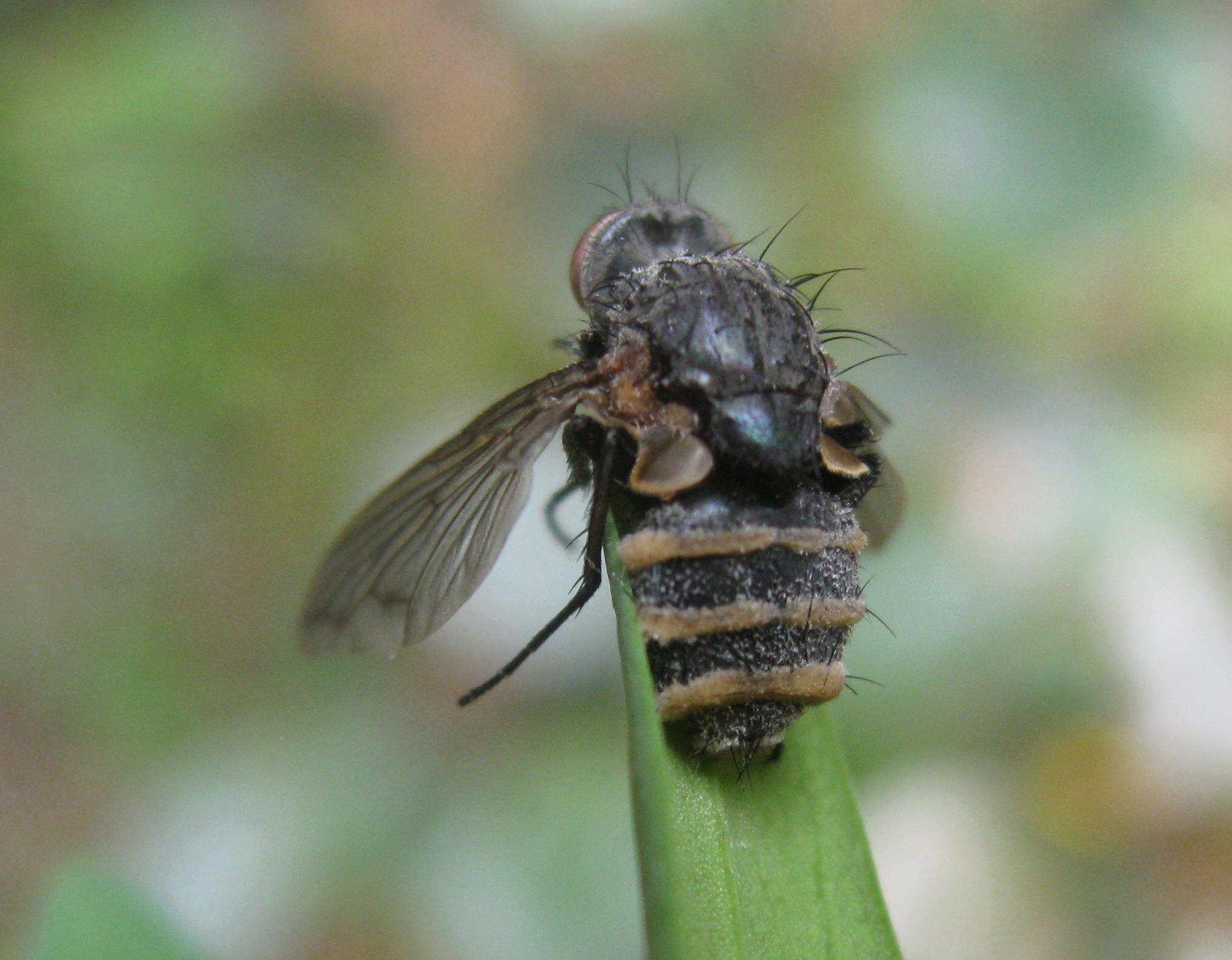 Plancia ëd Entomophthora muscae (Cohn) Fresen. 1856