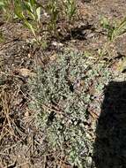 Image of Eriogonum wrightii var. oresbium J. L. Reveal