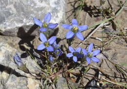 Imagem de Gentianella moorcroftiana (Wall. ex Griseb.) Airy Shaw