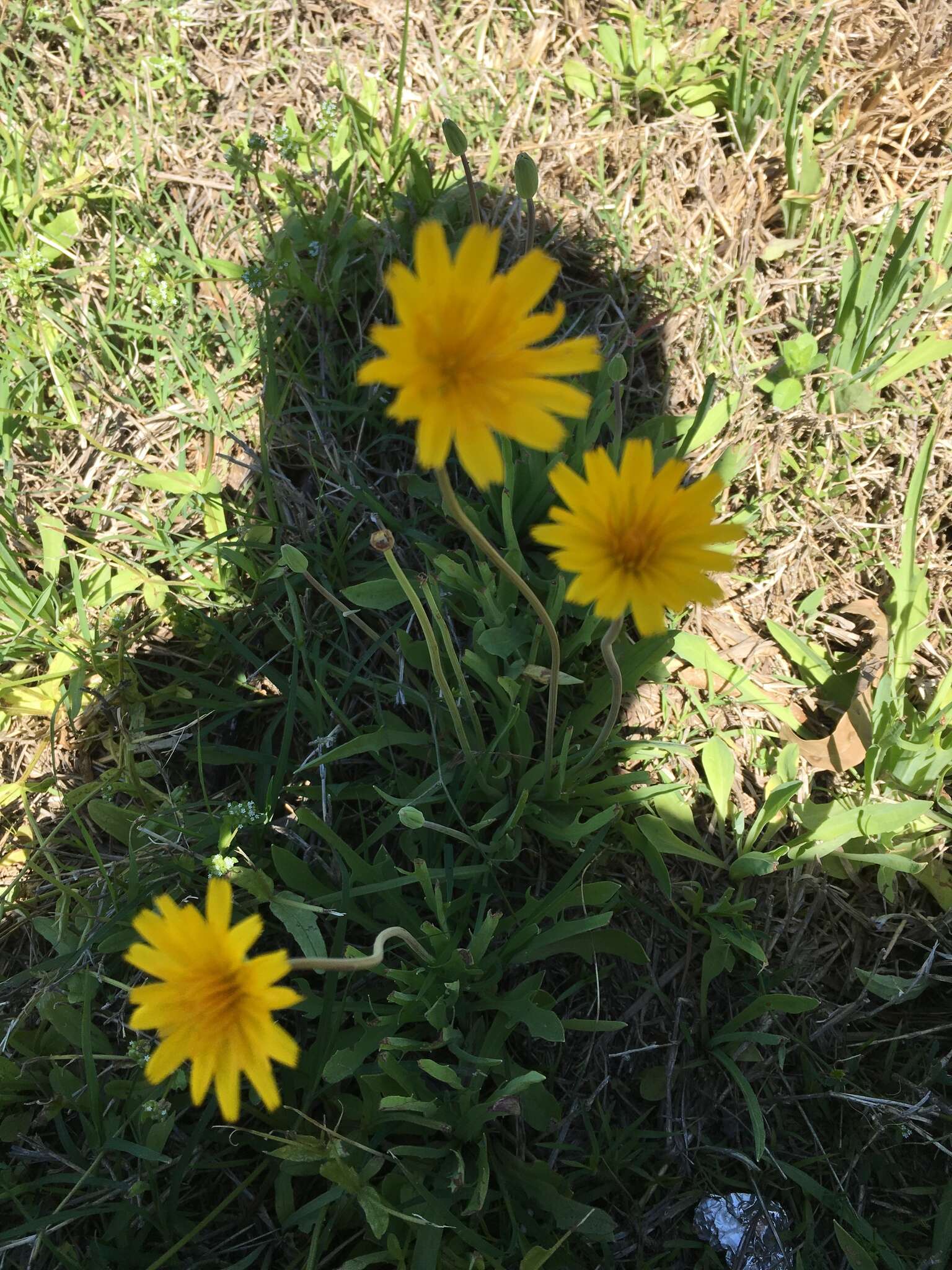 Image of Potato dandelion