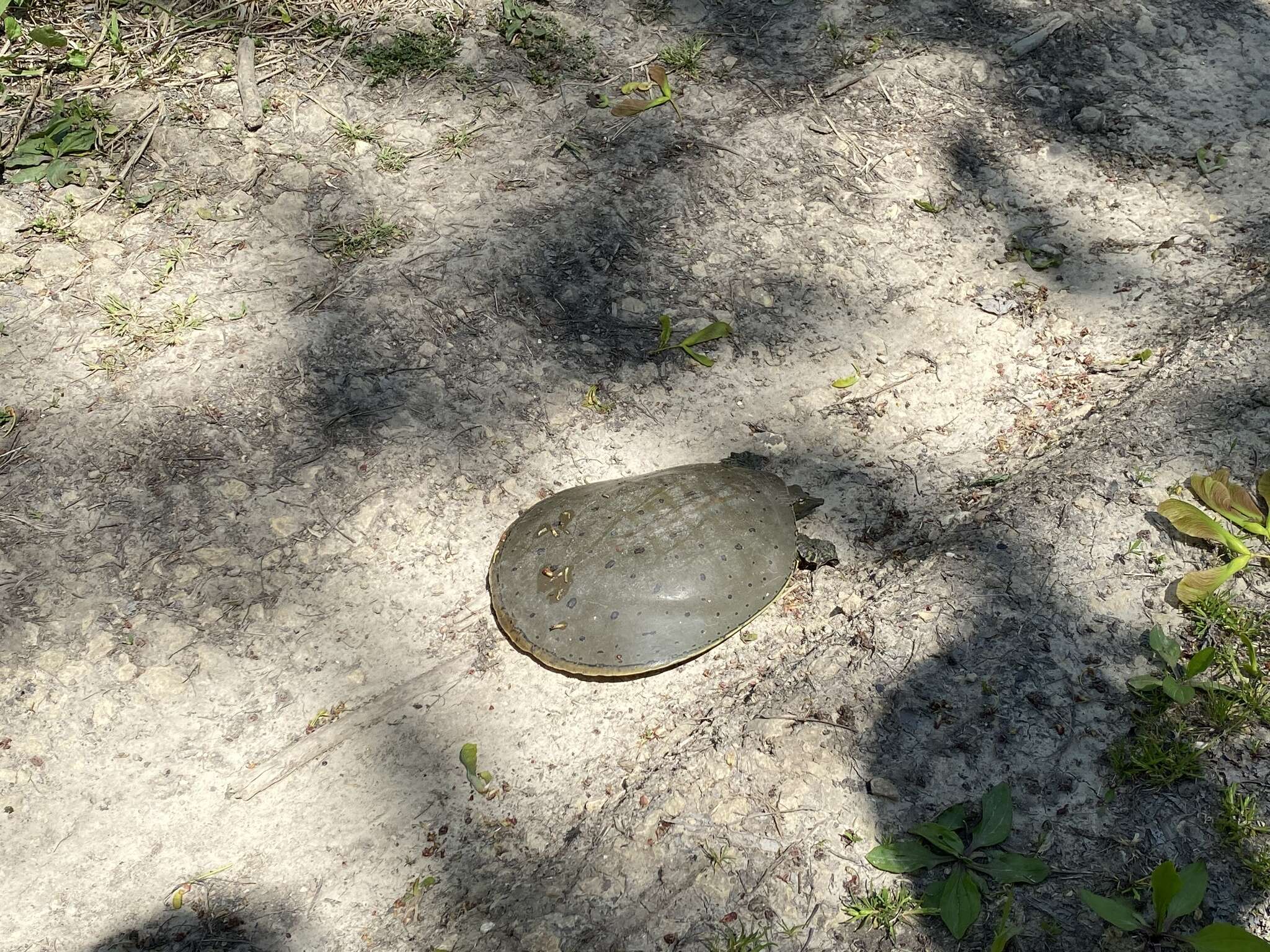 Image of Midland Smooth Softshell Turtle