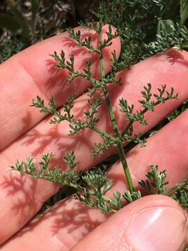 Image de Lomatium dasycarpum subsp. dasycarpum