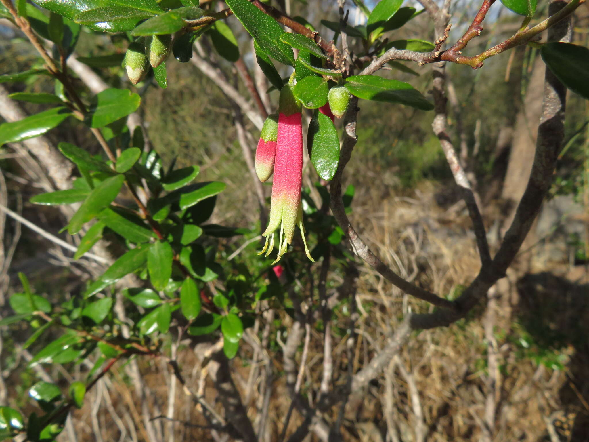 Image of Correa glabra var. turnbullii (Ashby) Paul G. Wilson