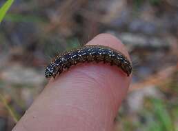 Image of Asimina webworm moth