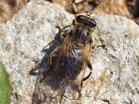 Image of Chalcosyrphus eunotus (Loew 1873)