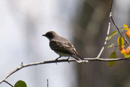 Image of Eastern Kingbird