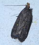 Image of Dichomeris agonia Hodges 1986