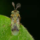 Image of Schizaspidia convergens (Walker 1860)