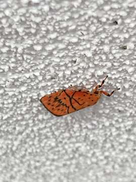 Image of Aberrasine lichenshihi