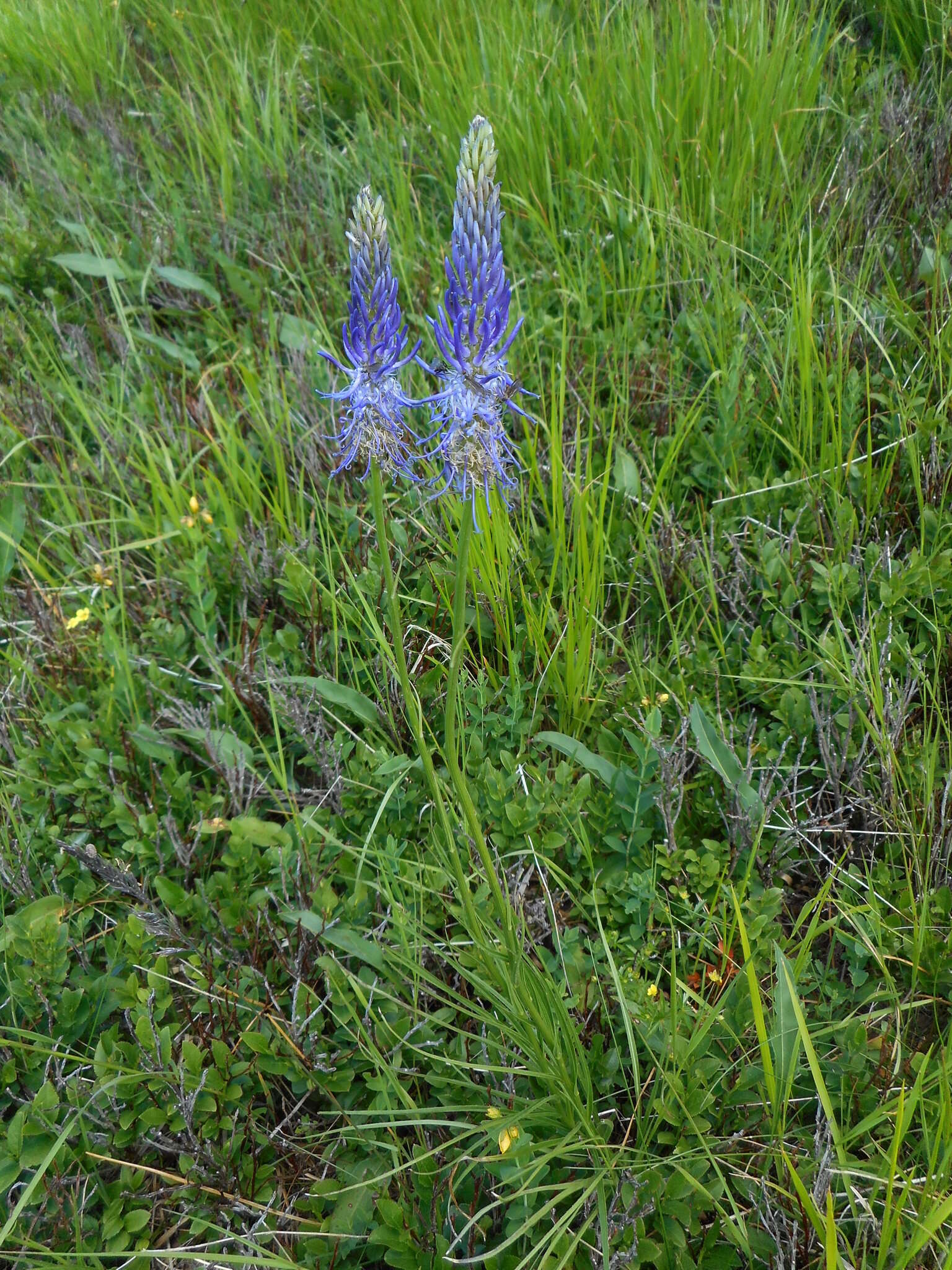 Image of Phyteuma scorzonerifolium Vill.