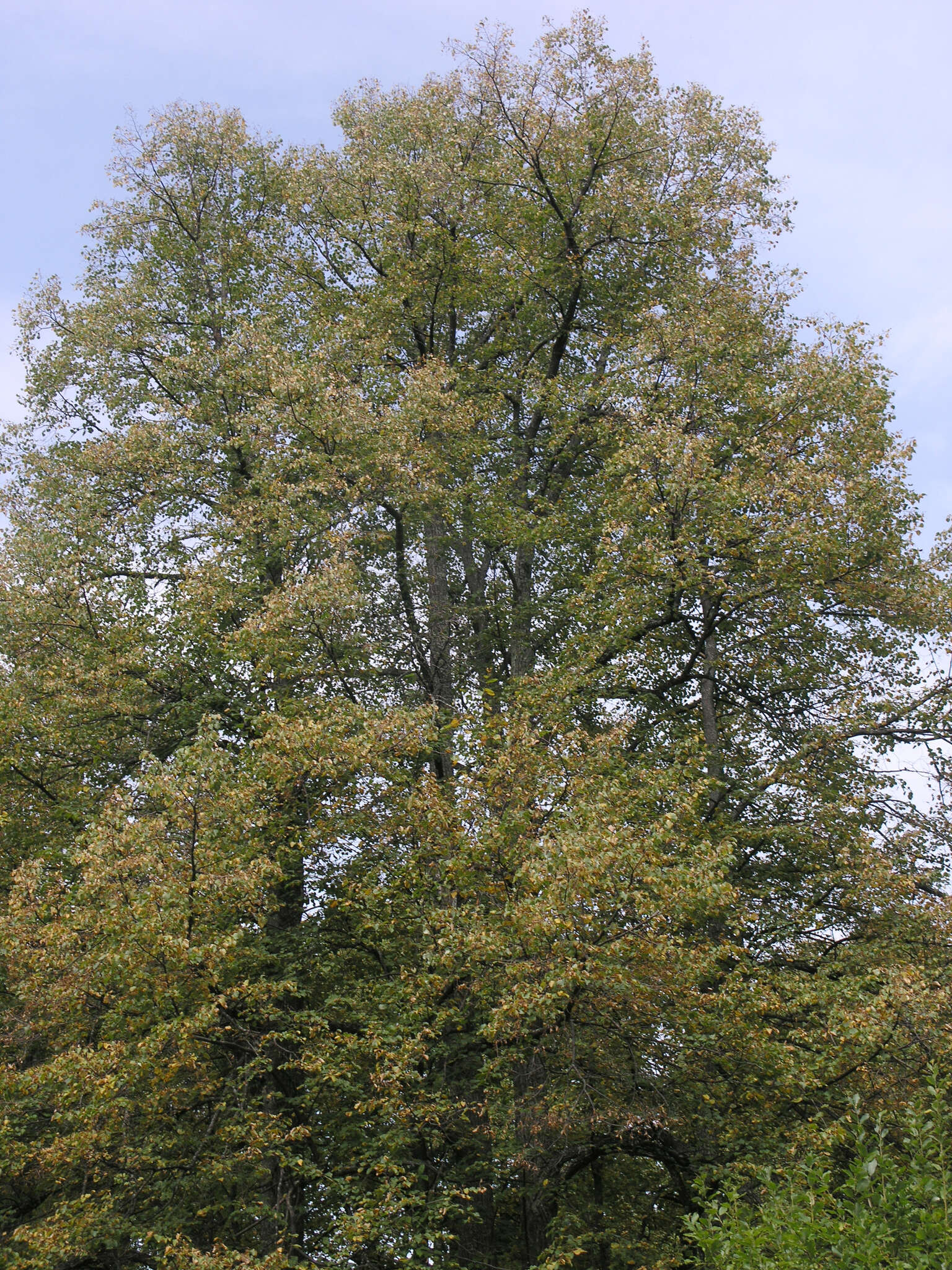 Image of Tilia amurensis var. sibirica (Fisch. ex Bayer) Y. C. Zhu