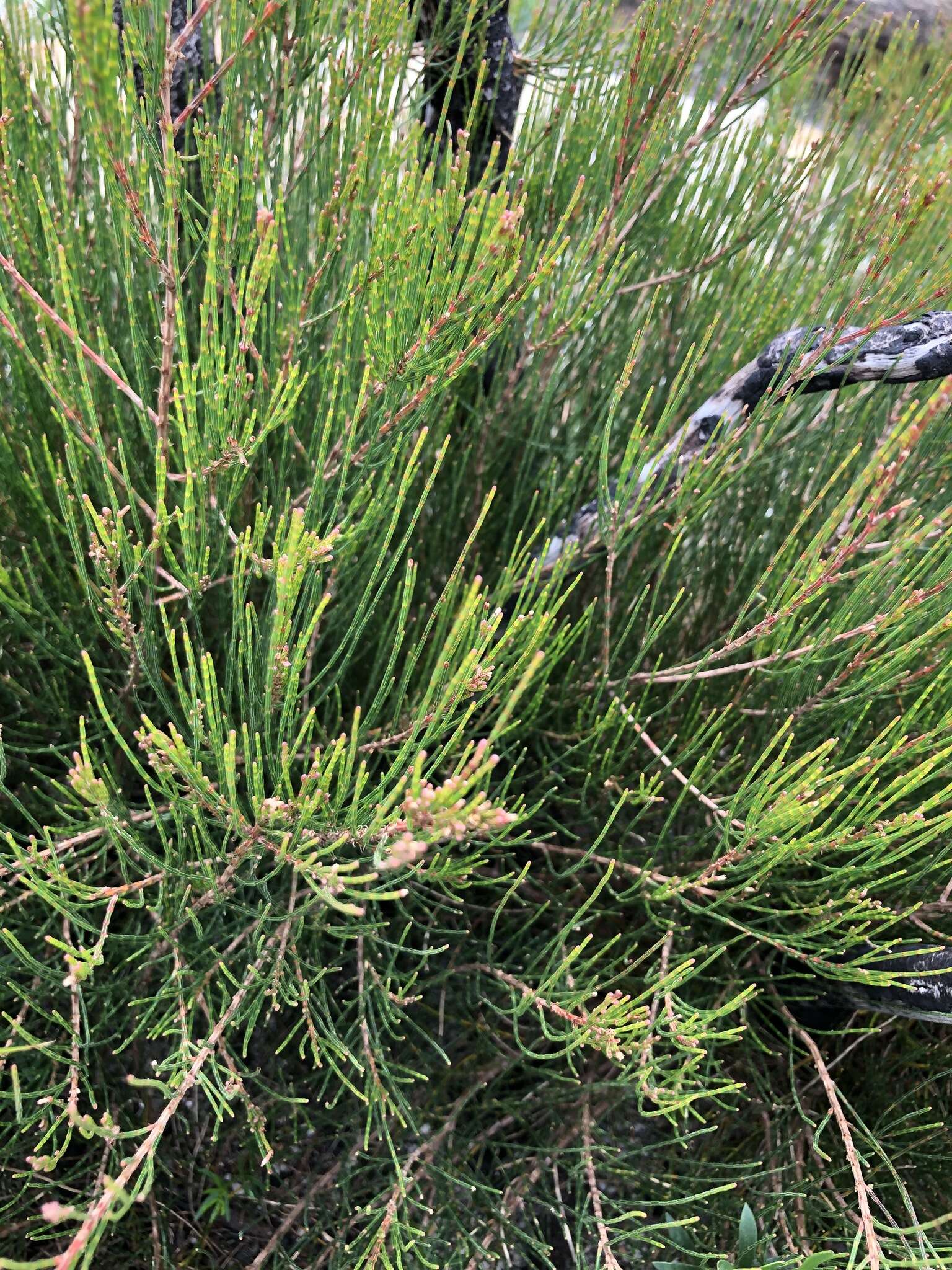 صورة Allocasuarina nana (Sieber ex Spreng.) L. A. S. Johnson