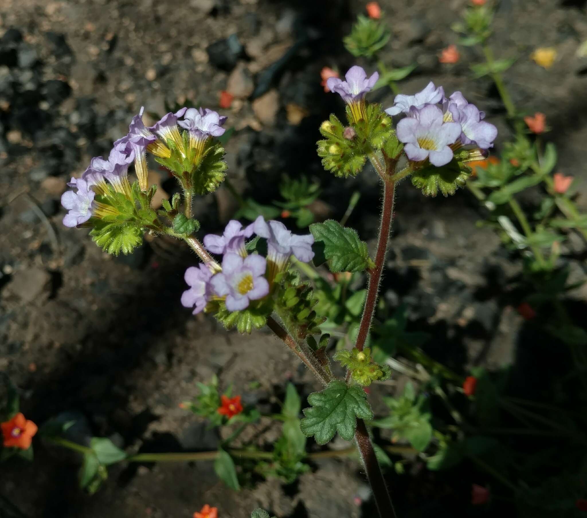 Image of sweetscented phacelia