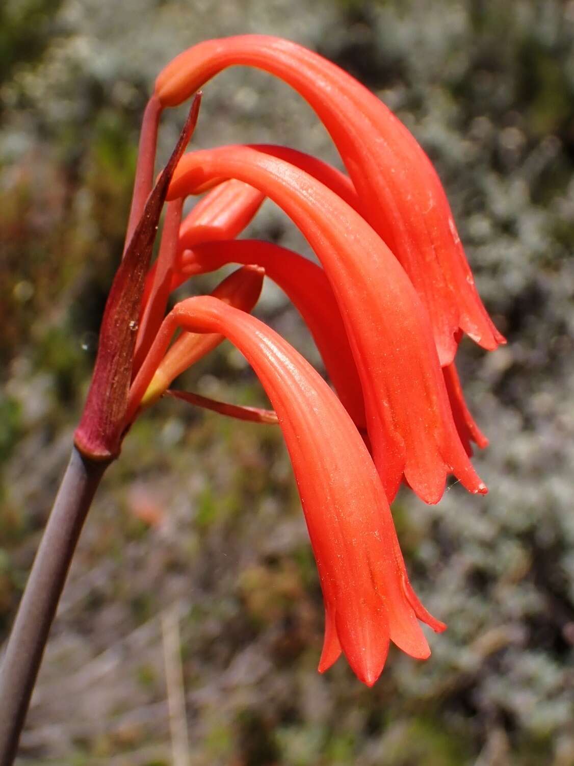 Image of Cyrtanthus angustifolius (L. fil.) Aiton