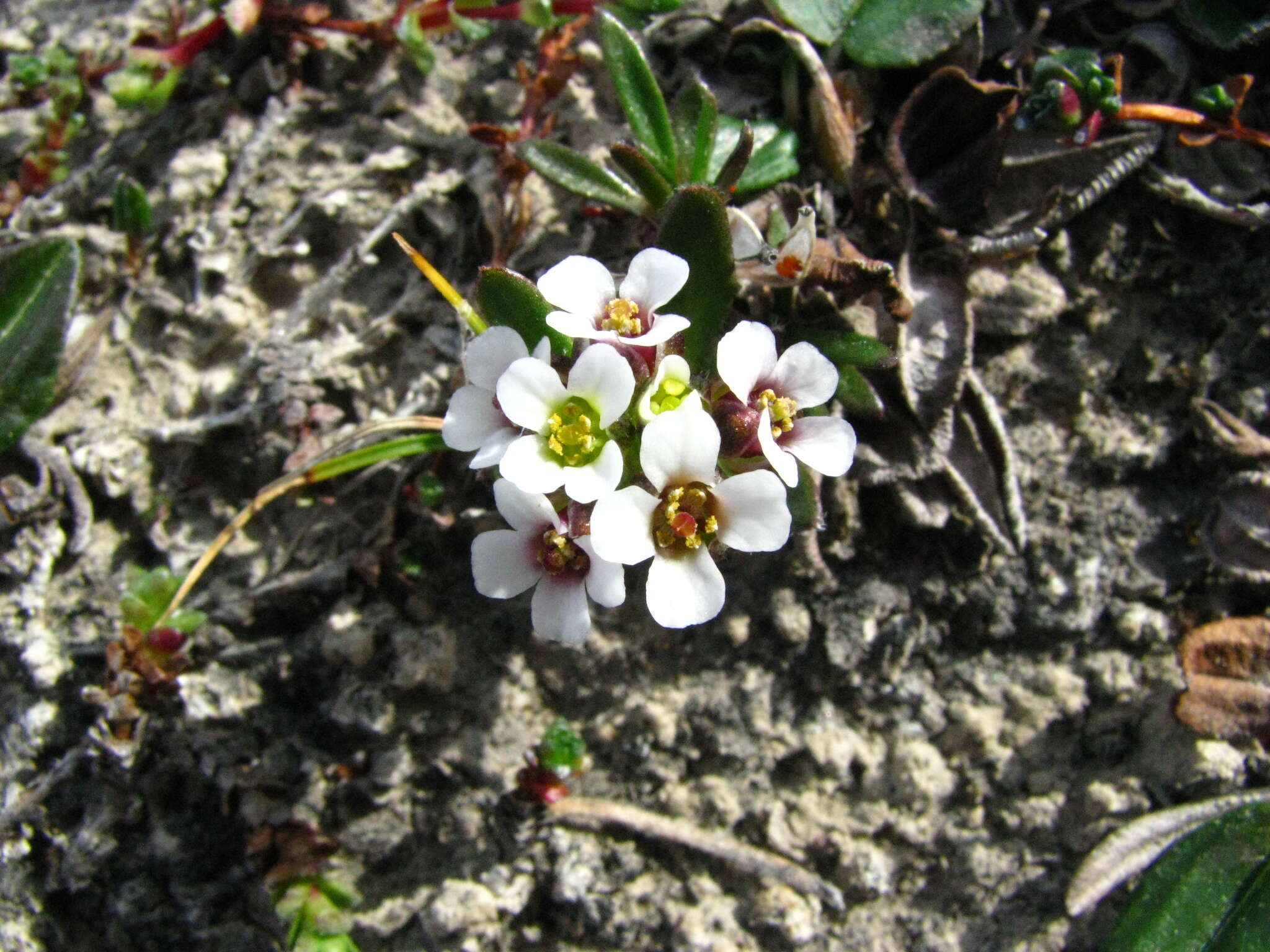 Imagem de Braya glabella subsp. purpurascens (R. Br.) W. J. Cody