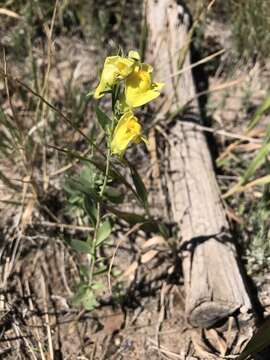 Image of Dalmatian toadflax