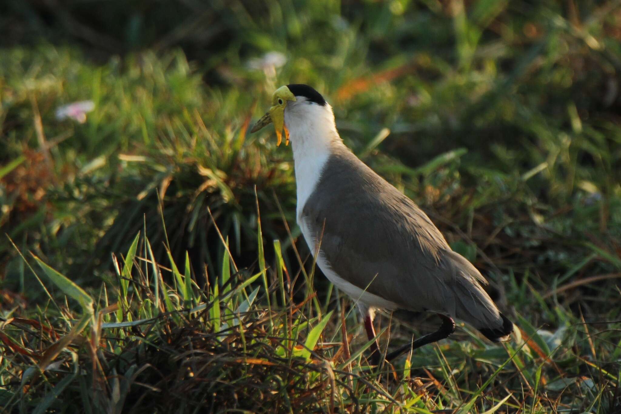 Image of Masked Lapwing