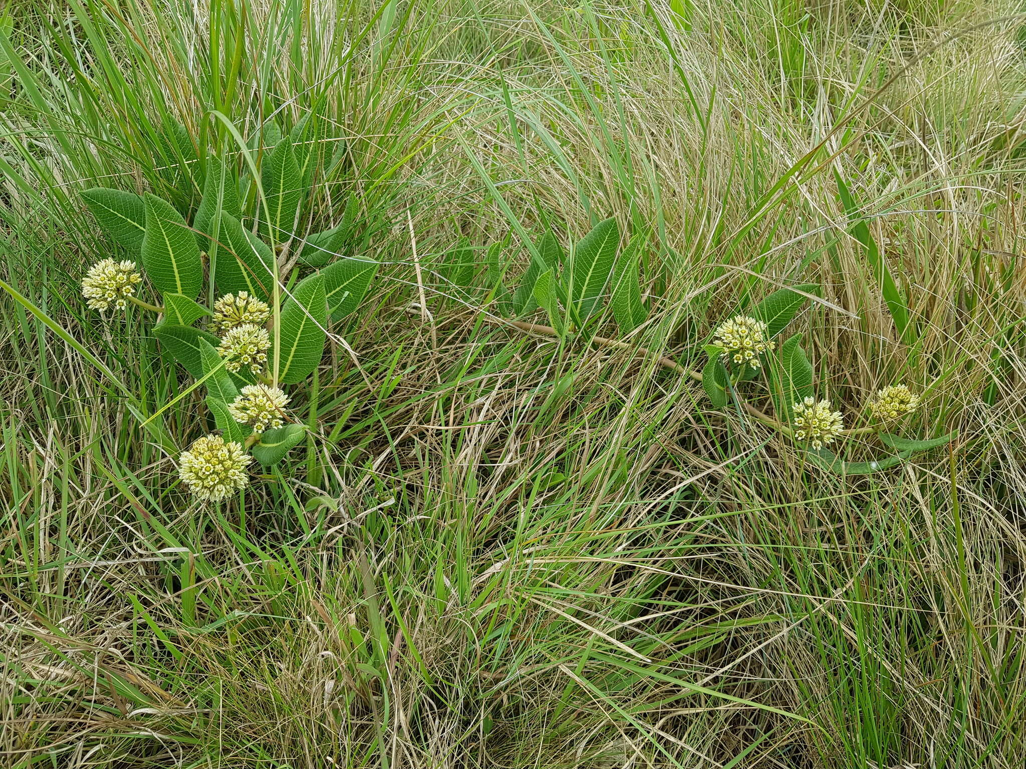 Image de Xysmalobium acerateoides (Schltr.) N. E. Br.