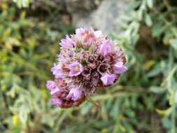 Image of Armeria maritima subsp. andina (Poeppig ex Boiss.) D. M. Moore & Yates