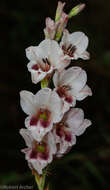 Imagem de Gladiolus serpenticola Goldblatt & J. C. Manning