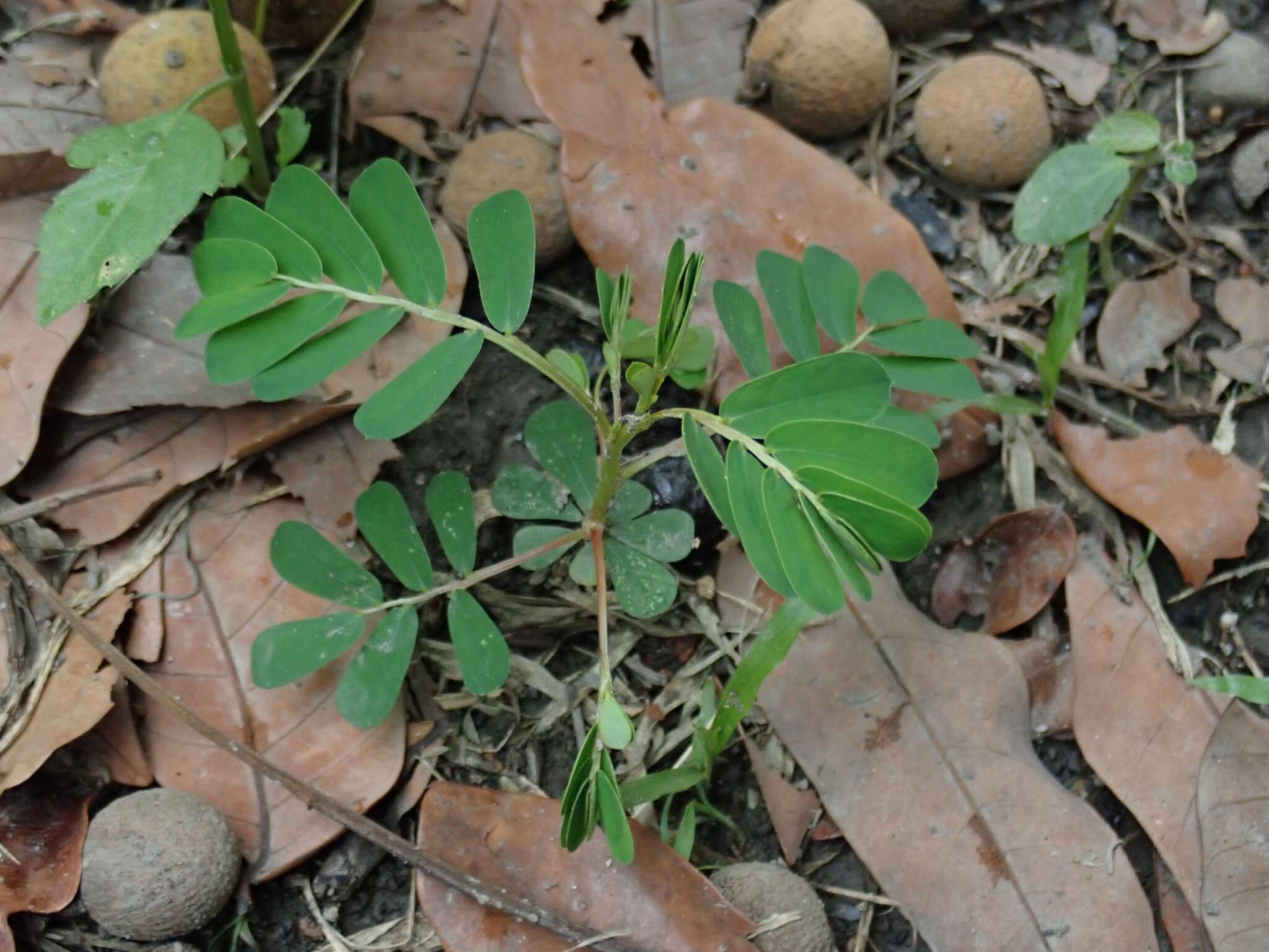 Image of Phyllanthus urinaria subsp. urinaria