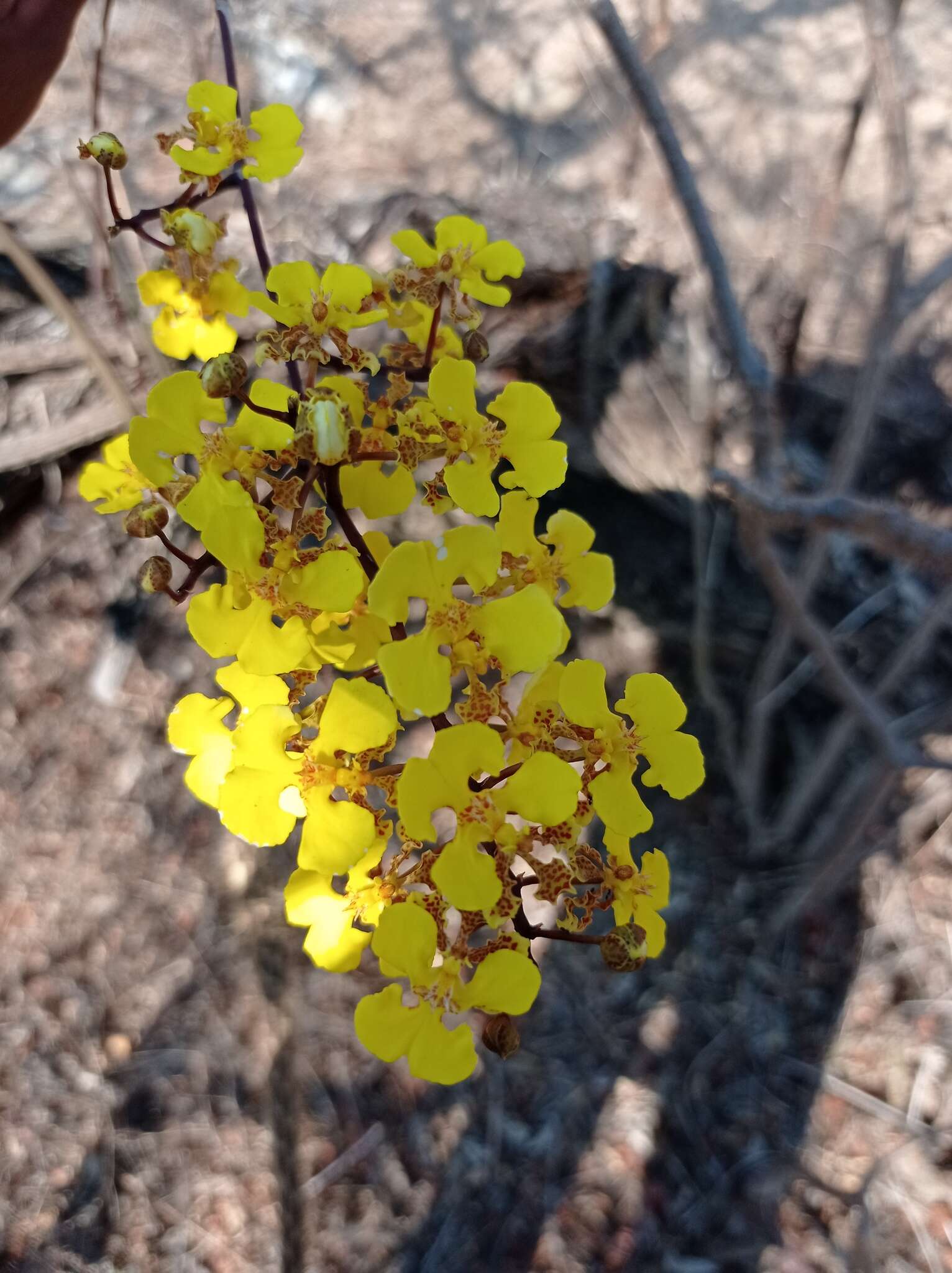 Image of Trichocentrum brachyphyllum (Lindl.) R. Jiménez