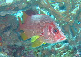 Image of Sabre squirrelfish