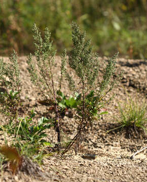 Image of Artemisia manshurica (Kom.) Kom.