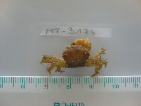 Image of bristly crab