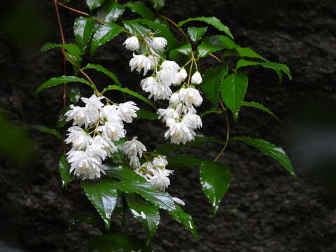 Image of crenate pride-of-Rochester