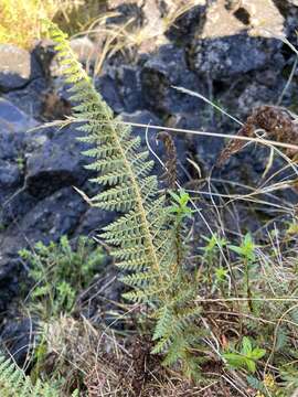 Imagem de Polystichum haleakalense Brack.