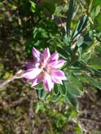 Imagem de Indigofera cytisoides Thunb.