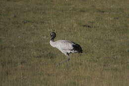 Image of Black-necked Crane