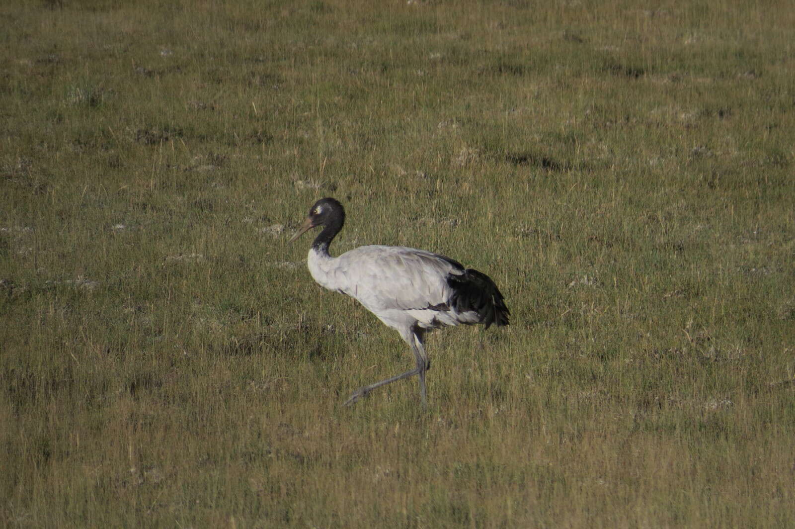 Image of Black-necked Crane