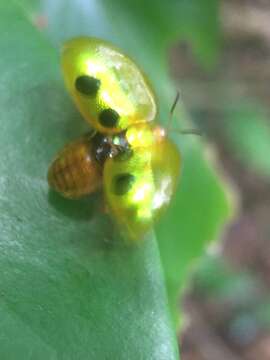 Image of Coptocycla (Coptocycla) roseocincta Boheman 1855