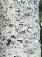 Image of birchbark dot lichen