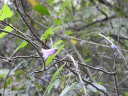 Image of sweet potato